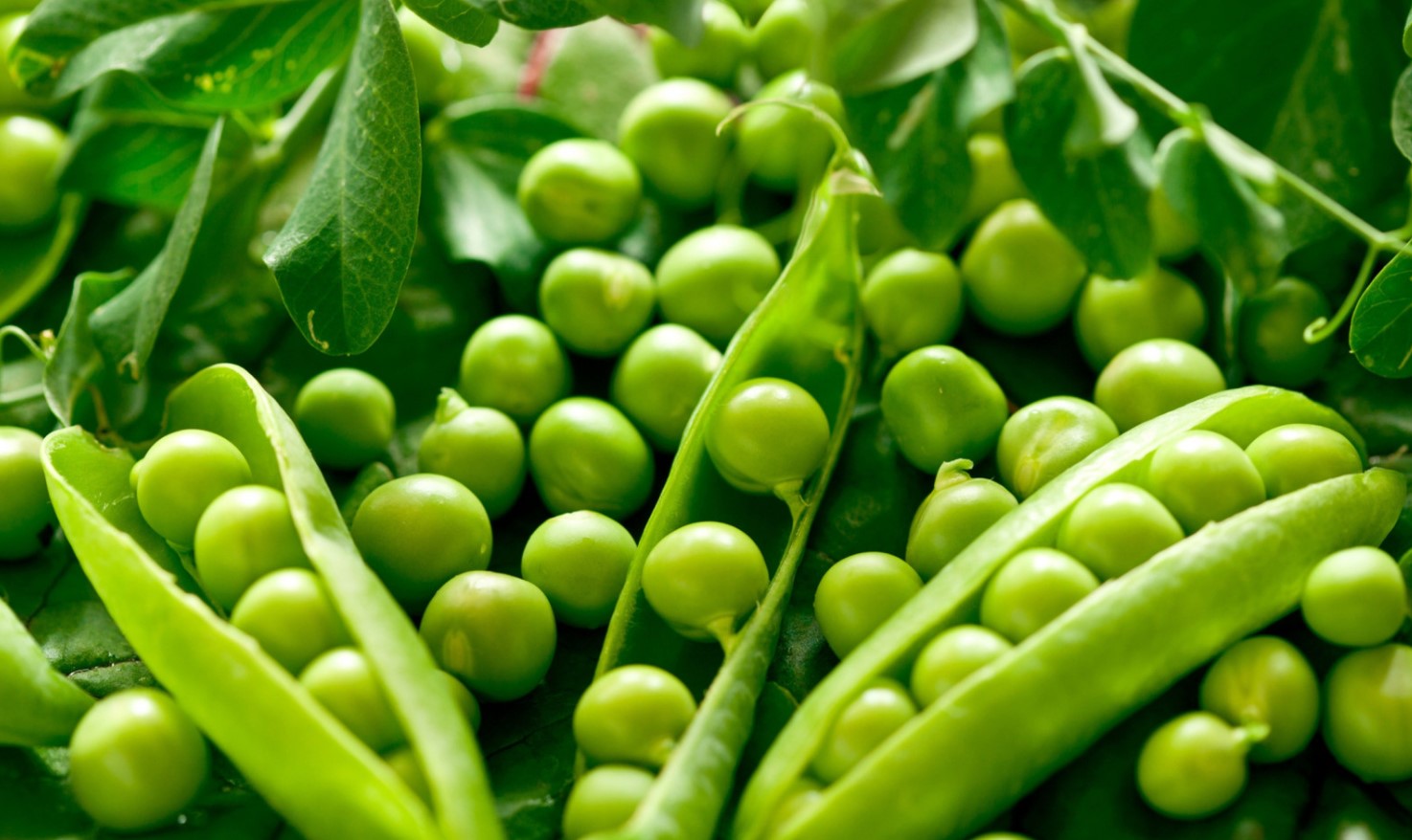 Green Peas are High Protein Vegetarian Meals
